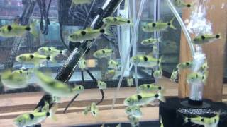 Bucktooth Tetra For Sale [upl. by Man]