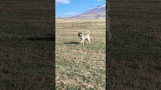 11 AYLIK ASLAN kopek doğa kangaldog köpek kangal animals kopekler köy doggerel music [upl. by Magocsi]