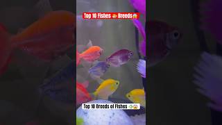 Amazingly facts about fishes breeds  Top 10 breeds in fishes  Hindi Shorts shorts [upl. by Asi]