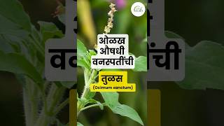 तुळस  Ocimum sanctum  औषधी वनस्पती  Medicinal plants [upl. by Neumark]