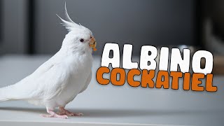 Albino Cockatiel [upl. by Zined314]