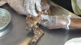 Help Dog Remove maggot from dog skin 54 [upl. by Panayiotis]