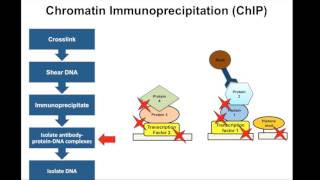 Chromatin Immunoprecipitation ChIP  Principle [upl. by Rimaa310]