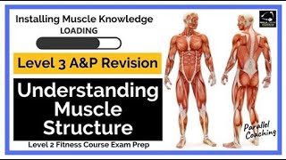 Level 3 Anatomy and Physiology Revision Understanding Muscle Structure [upl. by Drud]