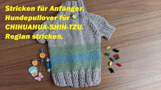 318Teil 1Hundepullover für CHIHUAHUASHIHTZU mit Raglan strickenStricken für Anfänger [upl. by Kelbee]