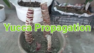 Yucca propagation  yucca plant care [upl. by Yael17]