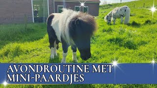 Mijn vriendje verzorgt mijn ponys  PaardenpraatTV [upl. by Yelik49]