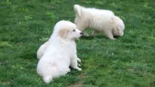 Great Pyrenees Puppies For Sale [upl. by Mallissa176]