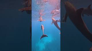 Snorkeling with dolphins in hurghada egypt had to swim fast to keep up with them [upl. by Yuht687]