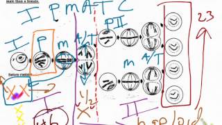 Meiosis and Mitosis Checkpoint Video [upl. by Ydennek]