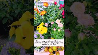 Organic pesticides gardening houseplant nature [upl. by Loy]