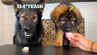 Dog Reviews Food With Puppy Brother [upl. by Gilmore273]