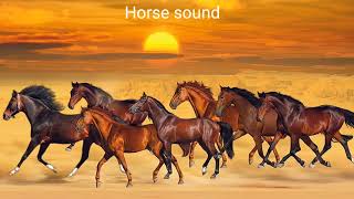 horse sounds  horse sounds effect  animal sounds 11  horse running sounds [upl. by Mcneely]