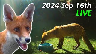 Foxes Live  2024 September 16th [upl. by Shepherd40]