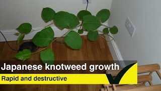 Japanese Knotweed Damage  Eradicate Japanese Knotweed [upl. by Adihsaar553]