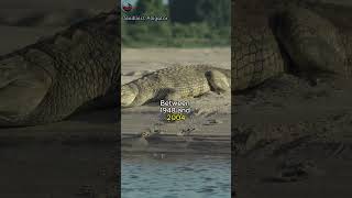 Alligator Attacks in the United States Understanding the Risks facts history Alligator risks [upl. by Nayd]