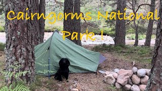 A peaceful Cairngorm Wildcamp in the woods with my dog No Talking [upl. by Lenuahs799]