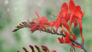 How to Grow Crocosmia [upl. by Eecyac]