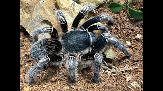 Aphonopelma seemanni Costa Rican Zebra Tarantula rehouse and care [upl. by Eseerehs518]