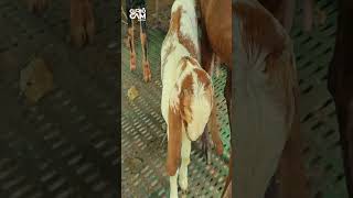 GOAT FARM I 🐐 ആട് വളർത്തൽ goat [upl. by Tarr]