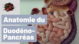 Anatomie bloc duodenumPancreas [upl. by Eartnoed308]