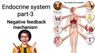 Endocrine system anatomy and physiologypart3Negative feedback mechanism nursing gnm video [upl. by Ody]