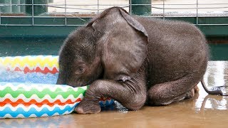 Baby Elephant LOVES First Pool Experience [upl. by Winnie]