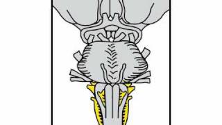 Neurologic Exam Cranial Nerves Anatomy  Medullary Level [upl. by Maxima]