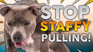 STAFFORDSHIRE BULL TERRIER TRAINING How To Stop Your Staffy From Pulling On Walks [upl. by Mazurek211]