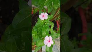 Vinca Flowers  Apocyanaceae Family plantscience4u [upl. by Ynoep]