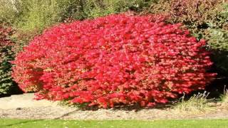 Dwarf Burning Bush Size 2 Gallon Euonymus alatus Compacta [upl. by Ettereve]