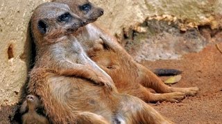 Top Funny Meerkats Videos Compilation 2016 [upl. by Fionna158]