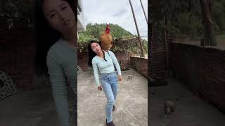 A big rooster that can understand human language a famous rooster on the Internet a fighter am [upl. by Lleinad]