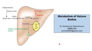 Ketone Bodies Metabolism  Ketogenesis  Ketosis  Biochemistry [upl. by Orfield]