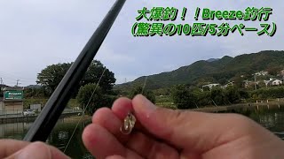 大爆釣！！神奈川県伊勢原市Breeze釣行（驚異の10匹4分32秒ペース） [upl. by Edme]