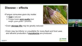 Pioneer Agronomy Webinar – Gibberella Ear Rot [upl. by Mikihisa]