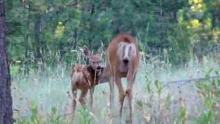 Mule Deer Doe with Fawn [upl. by O'Donovan156]