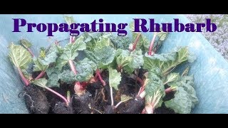 Propagating Rhubard  How to Propagate Rhubarb [upl. by Kieger]