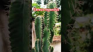 Cereus repandus cactus nature cactus flowers green beautiful tree plants garden shorts [upl. by Einnim]