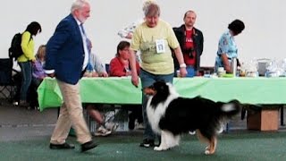 Dog Show VDH CAC SAARBRÜCKEN DE 25052015 1z2 [upl. by Sorensen]