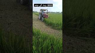 Low Rate of rice Crop the farmer plow the rice field shorts short tractorsvlog kheti rice farm [upl. by Quiteria]