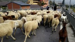 LA TRANSUMANZA DI PECORE E MUCCHE  FIERA DI SLUCA A DEMONTE CN 9  10  2016 [upl. by Phare]