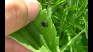 Finding Red Admiral Caterpillars on Nettles [upl. by Soinotna]