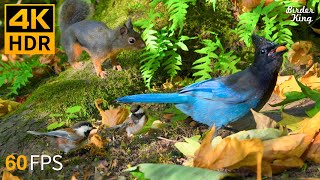 Cat TV for Cats to Watch 😺🐿️ Playful Birds and Squirrels in Fall 🐦 8 Hours4K HDR [upl. by Ayatan887]