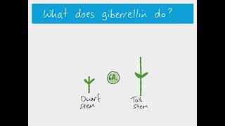 A2 Biology  Giberrellin and stem elongation [upl. by Meara]