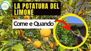 OTTOBRE  La Potatura Del LIMONE DI MANTENIMENTO [upl. by Slerahc]