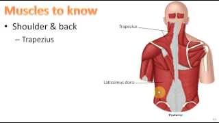 Anatomy Ch 9  Muscular System [upl. by Deehahs]