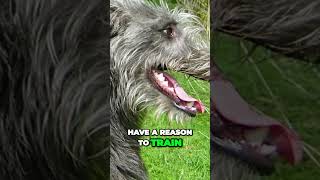 Scottish Deerhound  The Definition of Gentle Giant [upl. by Cordova97]