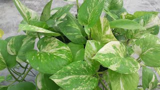 മണി പ്ലാന്റ് പരിപാലനം Money plant or Pothos care in malayalam [upl. by Grath]