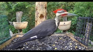 Pileated Woodpecker hanging out at the feeder [upl. by Suoicul]